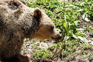 Medved pri Škofljici napadel žensko: v UKC LJ se bori za življenje