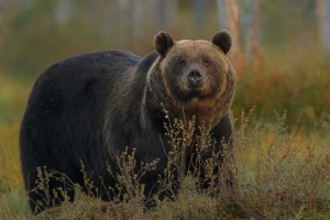 Slovaki bodo jedli medvedje meso