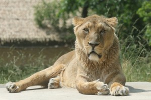 Kralj ljubljanskega ZOO: lev požre 30 kg mesa na teden (FOTO)