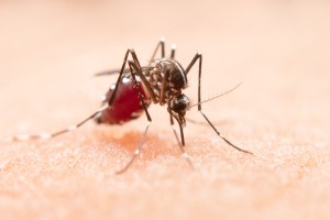 Podobno kot v času kovida: na Kitajskem razsaja nevaren virus