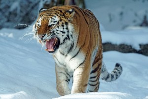 Usmrtili mladiče sibirskega tigra: mama jih je zavrgla