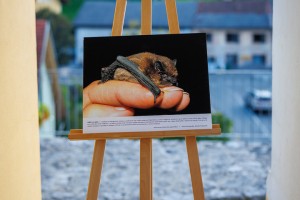 Uspešno izveden dogodek ob 1. Mednarodni noči netopirjev v Črnomlju
