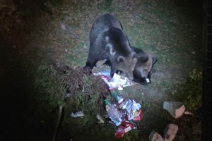 Domačinka z Rakitne: pred našo hišo so štirje medvedi (VIDEO)