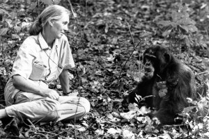 Umrla je Jane Goodall, legendarna raziskovalka šimpanzov