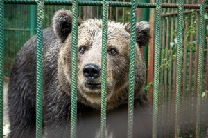 Medvedka Mici se po 24 letih v gostilniški kletki seli v zavetišče