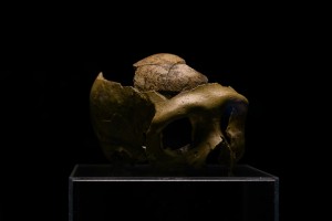 Prvi Hrvat? V Zagrebu na ogled 130.000 let stara neandertalska lobanja