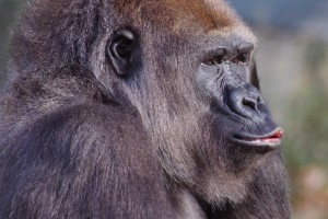gorila.jpg