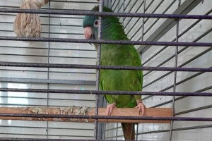 Se opazili kje Kiki?