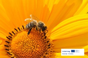 Projekt Let it BEE postal del Interreg programa Slovenija-Hrvaška 2021–2027