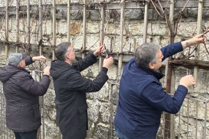 Valentinov rez mestne trte v Novem mestu