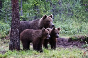 medvedka mladica.jpg