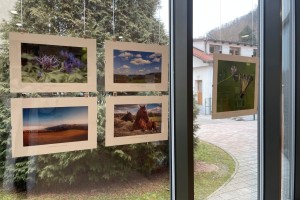 Biotska pestrost suhih travnikov