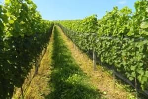 Občina Brežice v 2026 namenja za neposredne spodbude kmetijstvu 213.000€