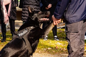 policija pes.jpg