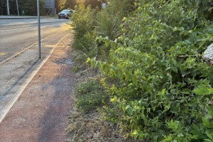 Urbanka zbira pobude za boljše pogoje za pešce in kolesarje v Novem mestu