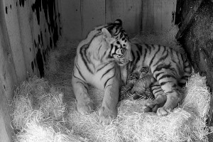 tiger zoo.jpg