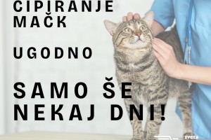 Lastniki mačk, ne odlašajte: ugodno čipiranje samo še nekaj dni!
