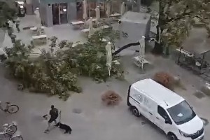 drevo ljubljana vihar.jpg