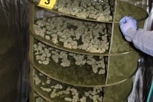 Trebanjski policisti zasegli okoli 10 kg prepovedane konoplje
