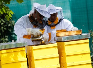 Slovensko čebelarstvo del svetovne kulturne dediščine