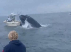 Nor prizor: poglejte, kako kit skoči na ladjico - ribiča dobesedno katapultira v vodo! (VIDEO)