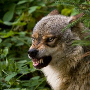 volk