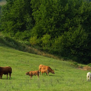 živinoreja, živina, krave, paša