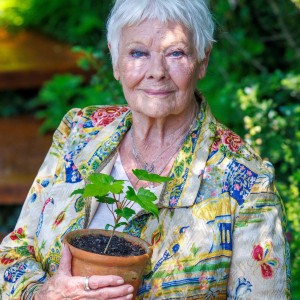 Judi Dench - Legendarna Judi Dench se je upokojila, ker se ji je vid tako poslabšal, da nikogar ve