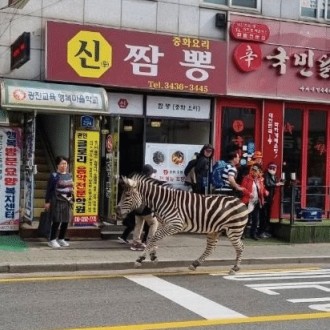 Zebra na seulskih ulicah