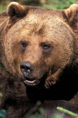Ministrstvo sledilo stroki: Letos bodo odstrelili 176 medvedov