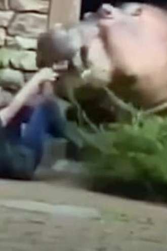 Video: Oskrbnika živalskega vrta med hranjenjem napadel povodni konj