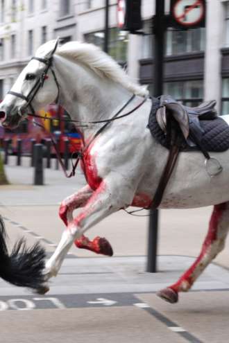 Video in foto: Kaotični prizori sredi Londona, na begu najmanj dva konja