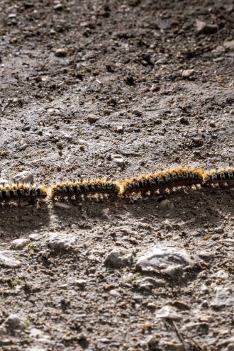 Spoznali jih boste po povorki, nevarne pa so njihove dlačice