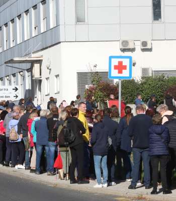 zd slovenska bistrica, zdravnica, vrsta