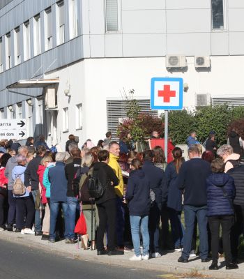 zd slovenska bistrica, zdravnica, vrsta