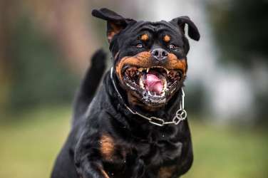 pes rotvajler rottweiler pf