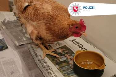 kokoš, policija