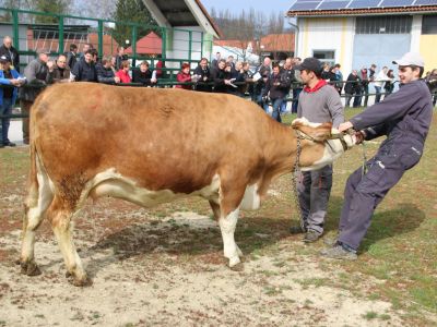 Dražba telic v Gornji Radgoni.JPG