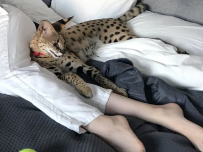 maška serval