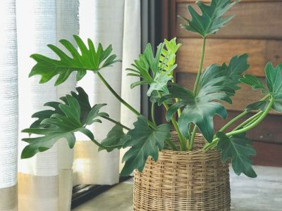 Philodendron xanadu.jpg