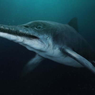 fosilna-uganka-iz-globin-casa-kdo-je-bil-morski-zmaj, ki-je-vladal-oceanom-pred-dinozavri
