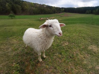 simbolična, ovca, ovce, živali, drobnica, kmetijstvo