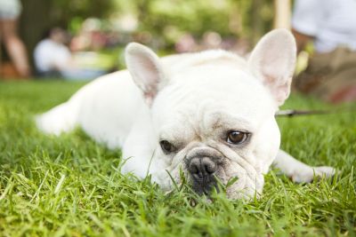 pes, francoski buldog