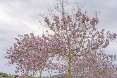 PP2-maj21.jpg