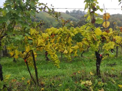 zlata-trsna-rumenica