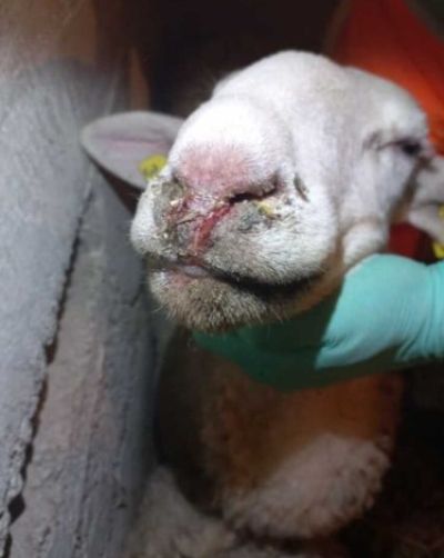 Bolezen modrikastega jezika izcedek.jpg