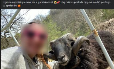 rejci, ovcereja, bolezen-modrikastega-jezika