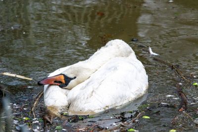 mrtev labod, ptičja gripa