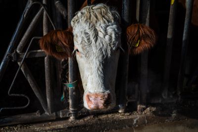 kmetija-štuhec, krave, hlev, kmetija, krava