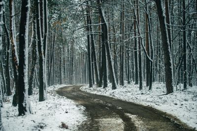 simbolična, sneg, zima, gozd, narava, goričko, drevo, snežinke, led